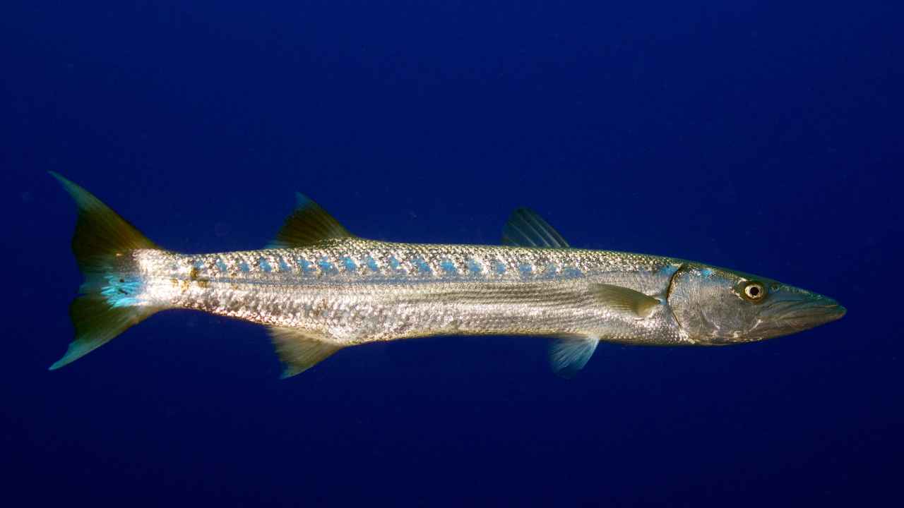 5. Barracuda Predators