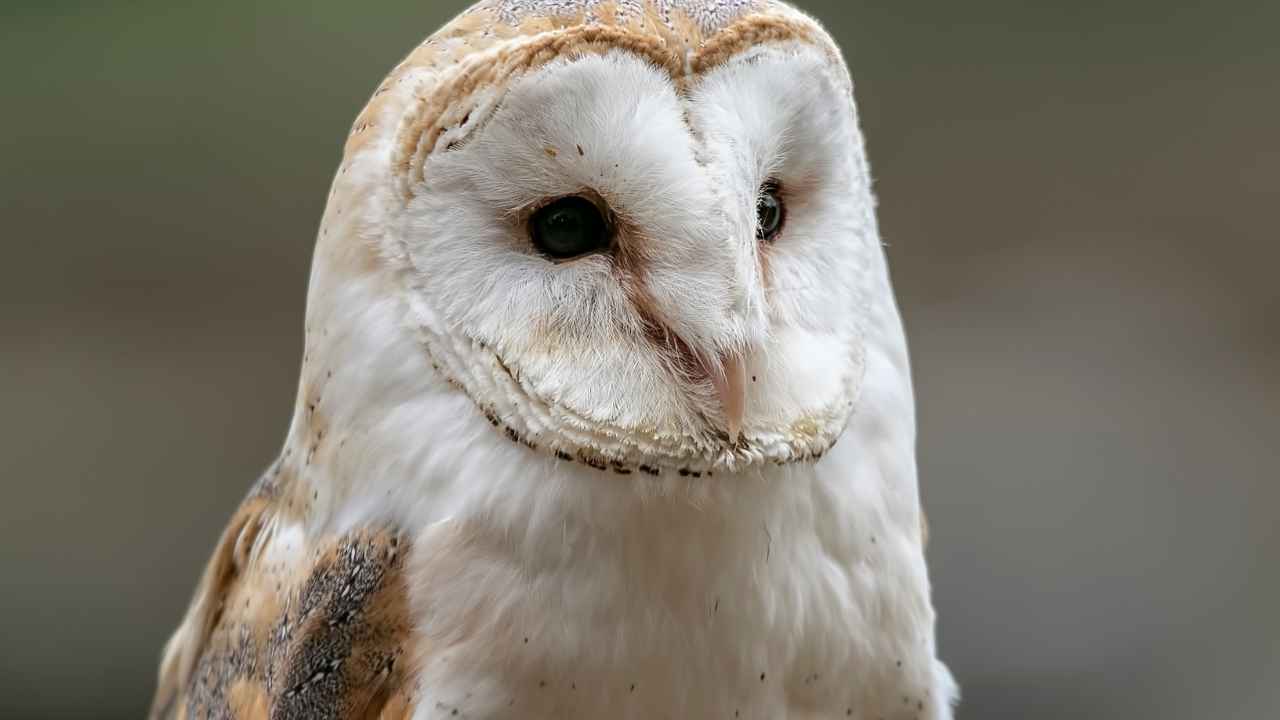 7. Hellmayr’s Barn Owl (T. a. hellmayri)