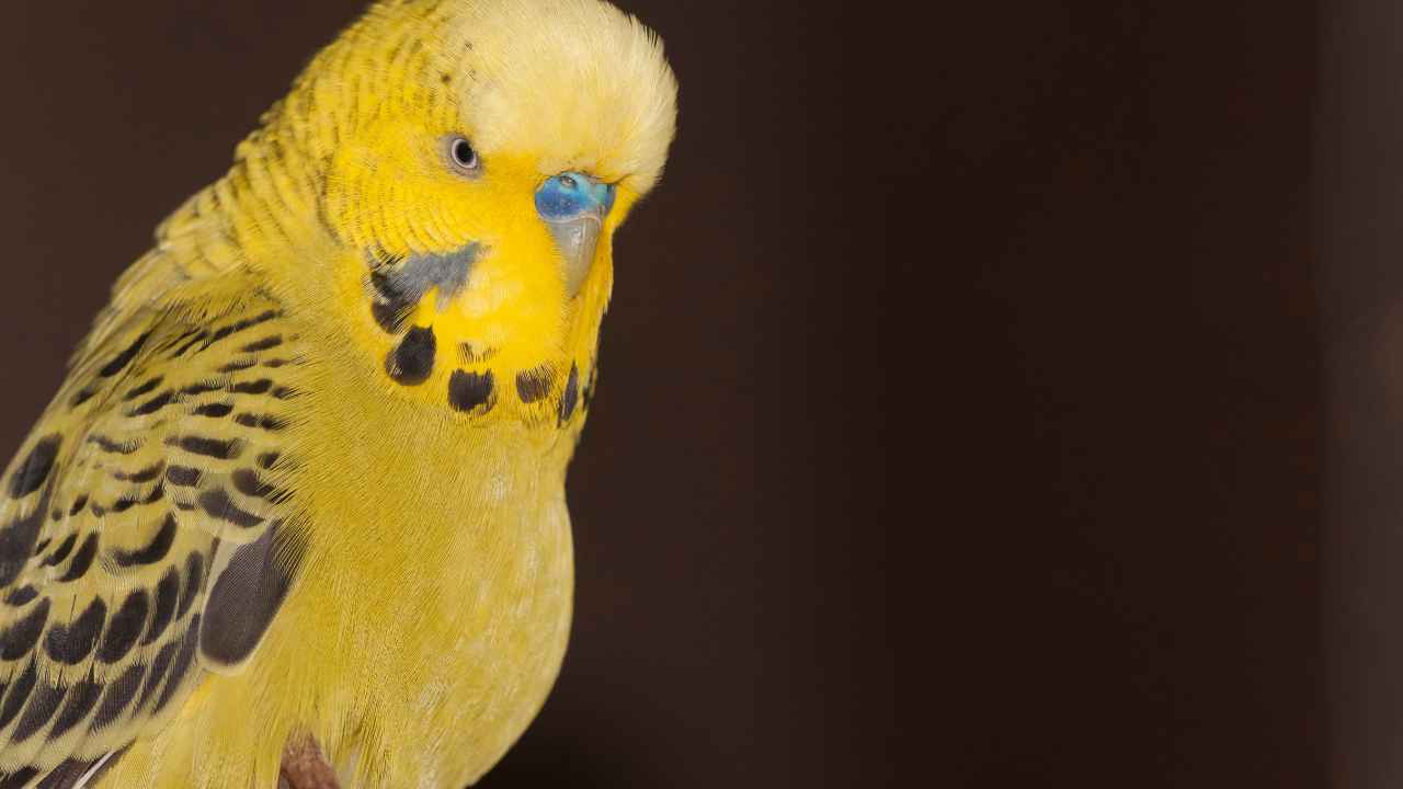 Yellow-Based Budgie Variations