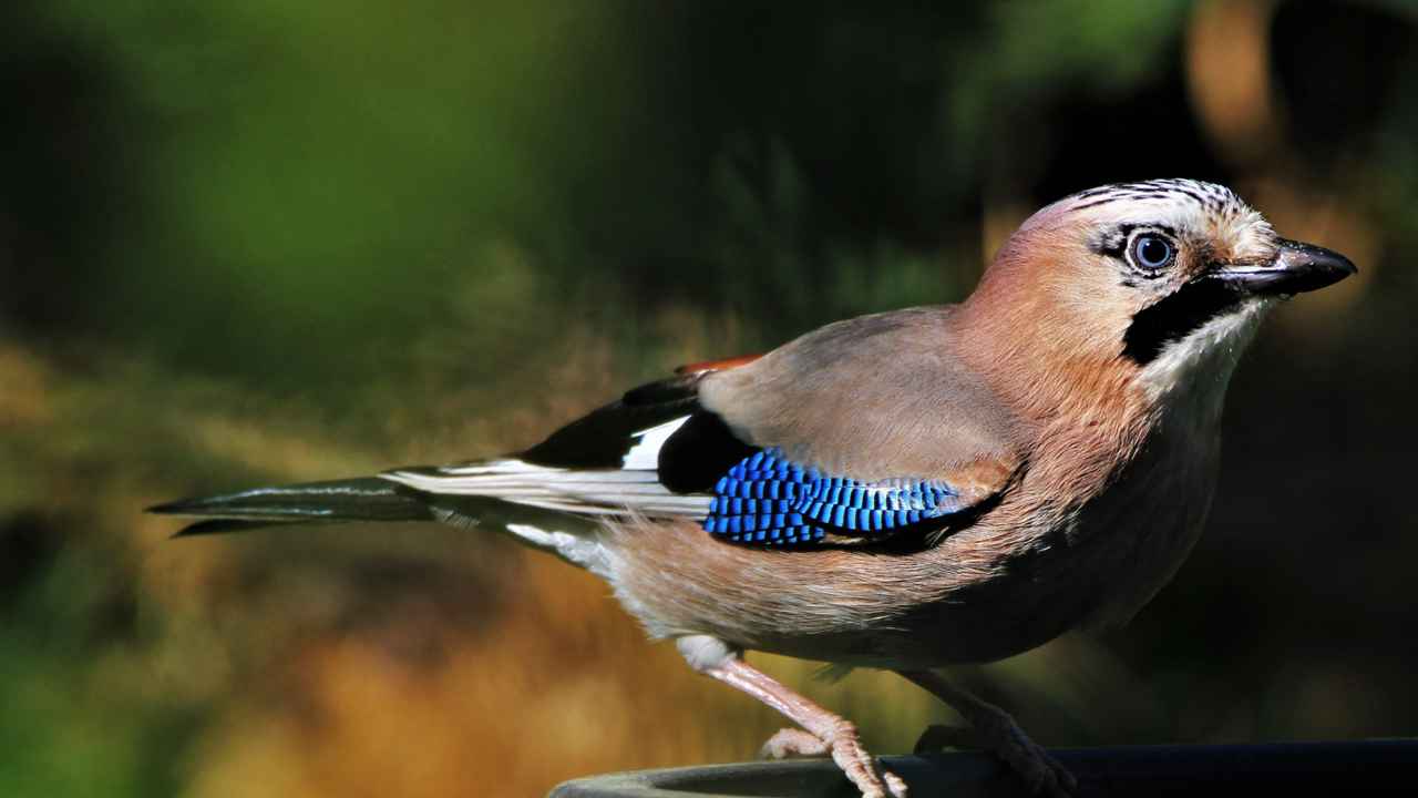 4. Pinyon Jay (Gymnorhinus cyanocephalus)