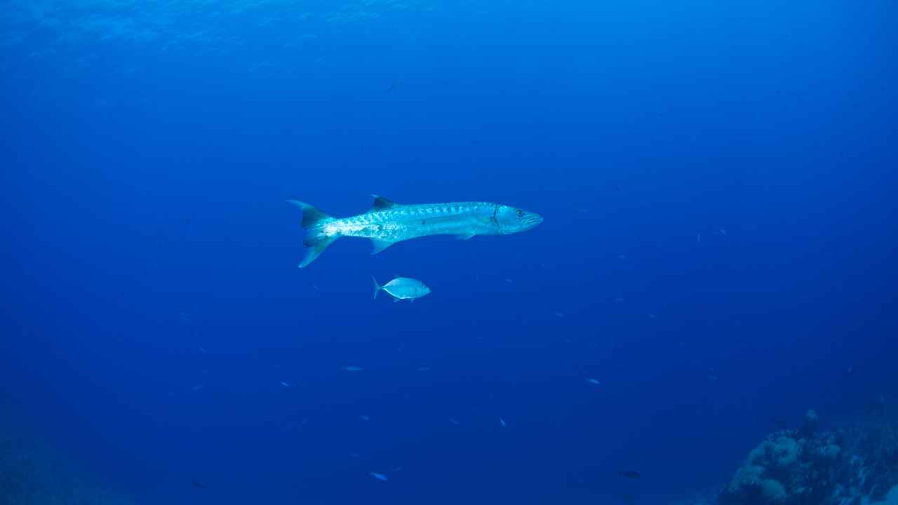 Yellow stripe Barracuda