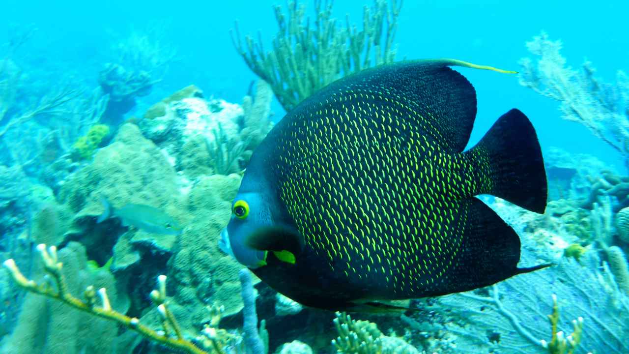 6. Ghost Angelfish