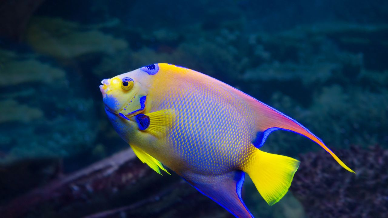 Typical Medical Problems for Angelfish