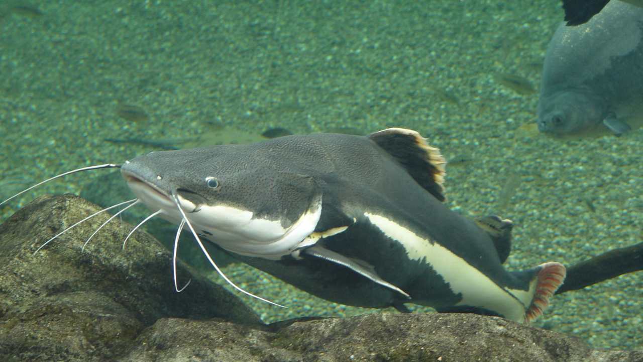 Catfish's Function in Preserving Water Quality