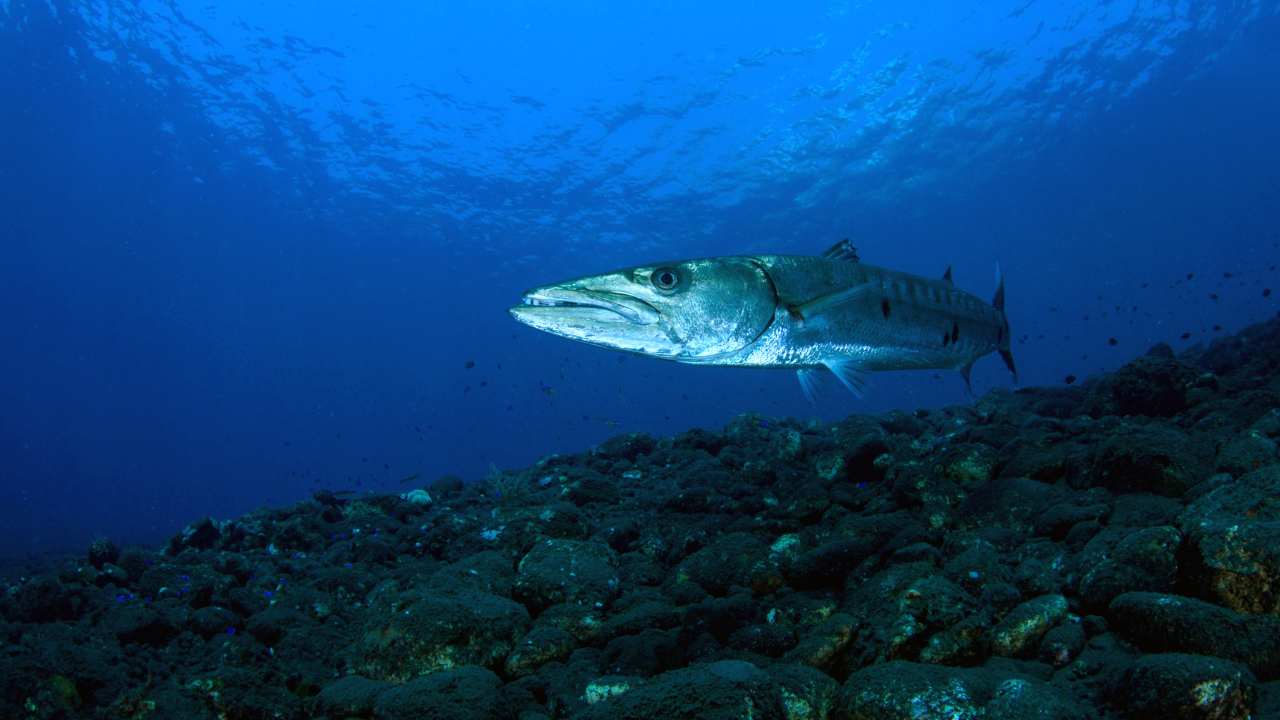 Barracuda Species Spotlight: Exploring the Diversity from Giant Barracudas to Their Smaller Kin