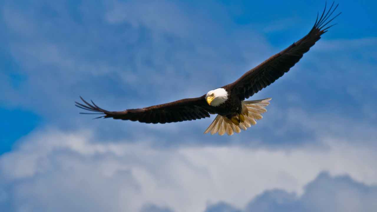 Bald Eagle Diet and Digestive System: A Comprehensive Guide