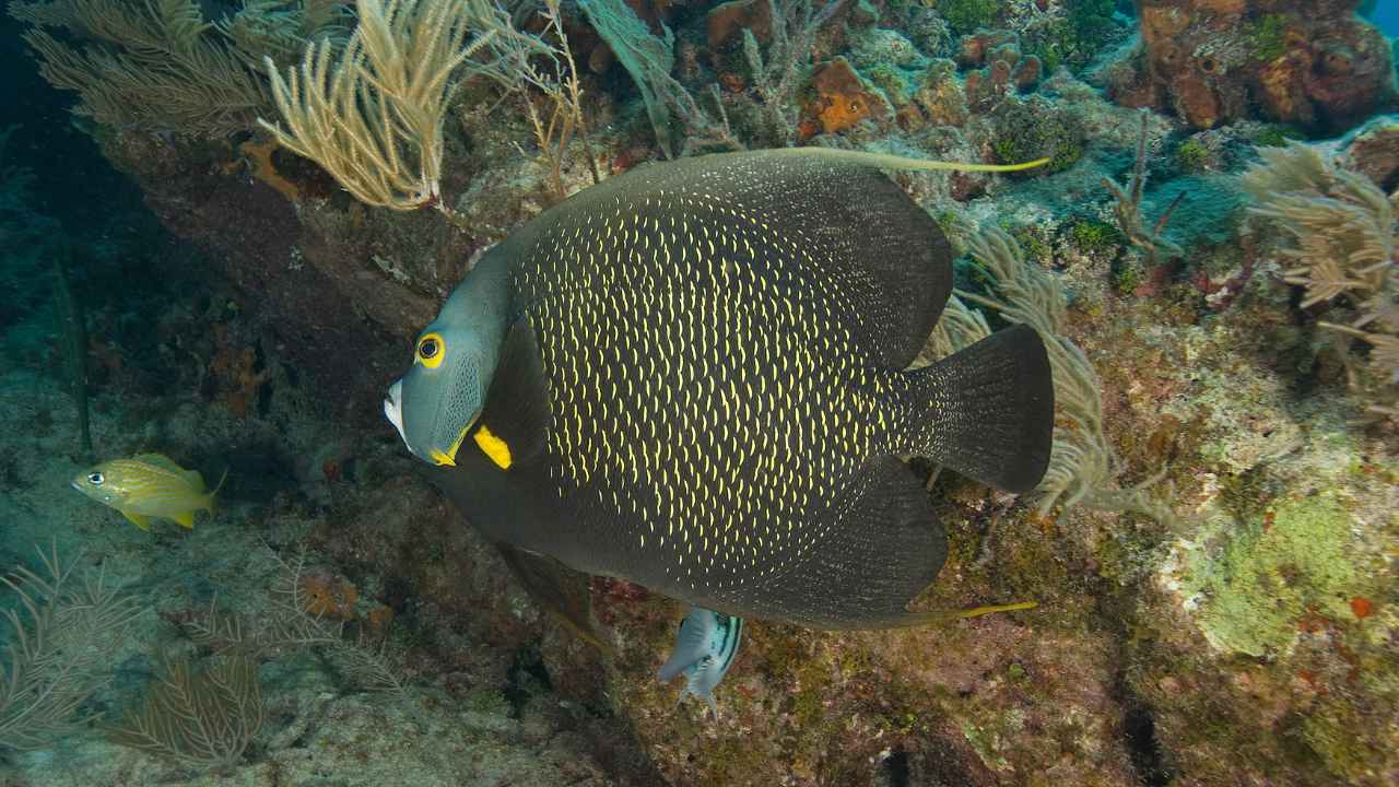 9. Angelfish Have Many Different Color Variations