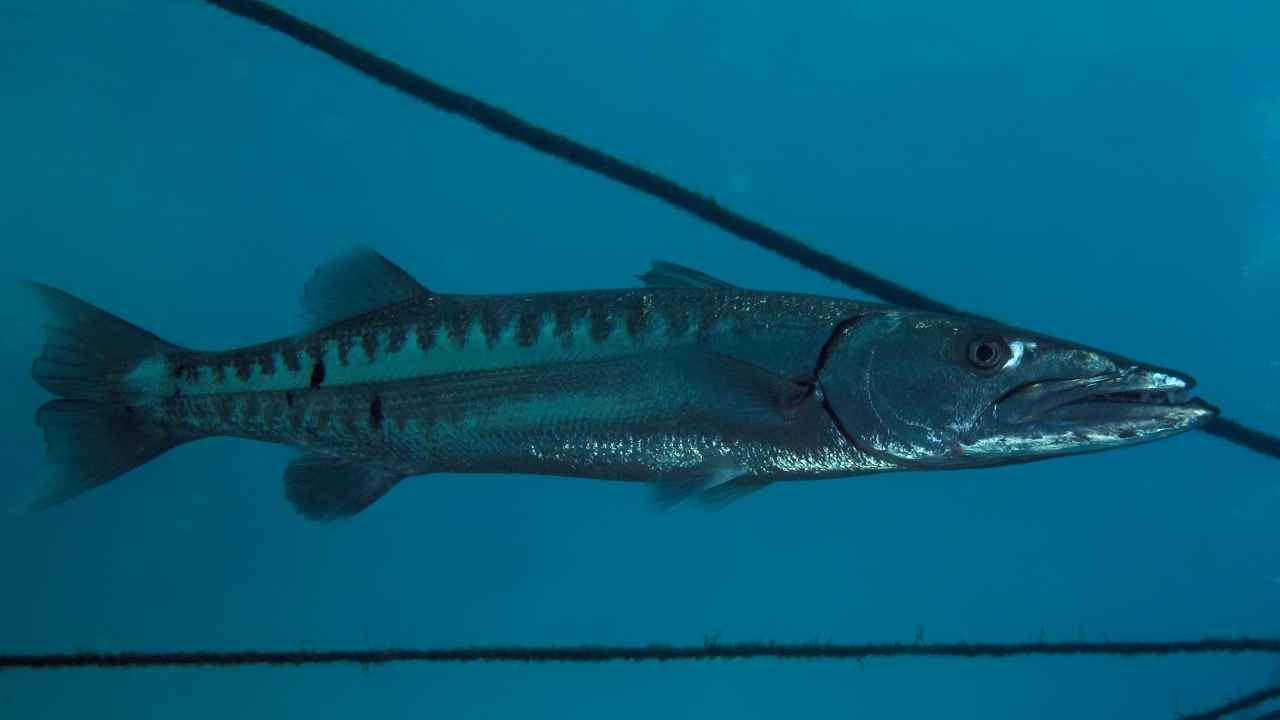 8. Where Do Barracudas Live?