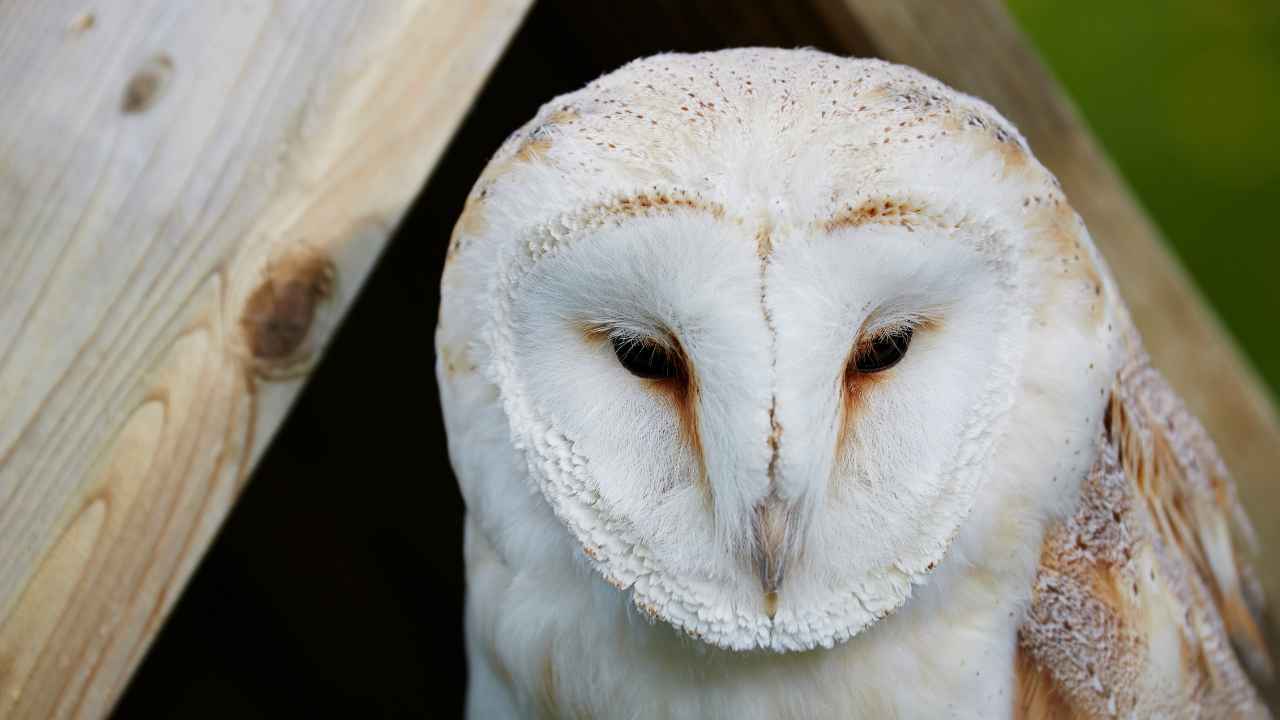 11. St. Lucia Barn Owl (T. a. insularis)