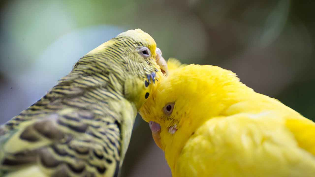 Knowing Your Budgie's Dietary Requirements