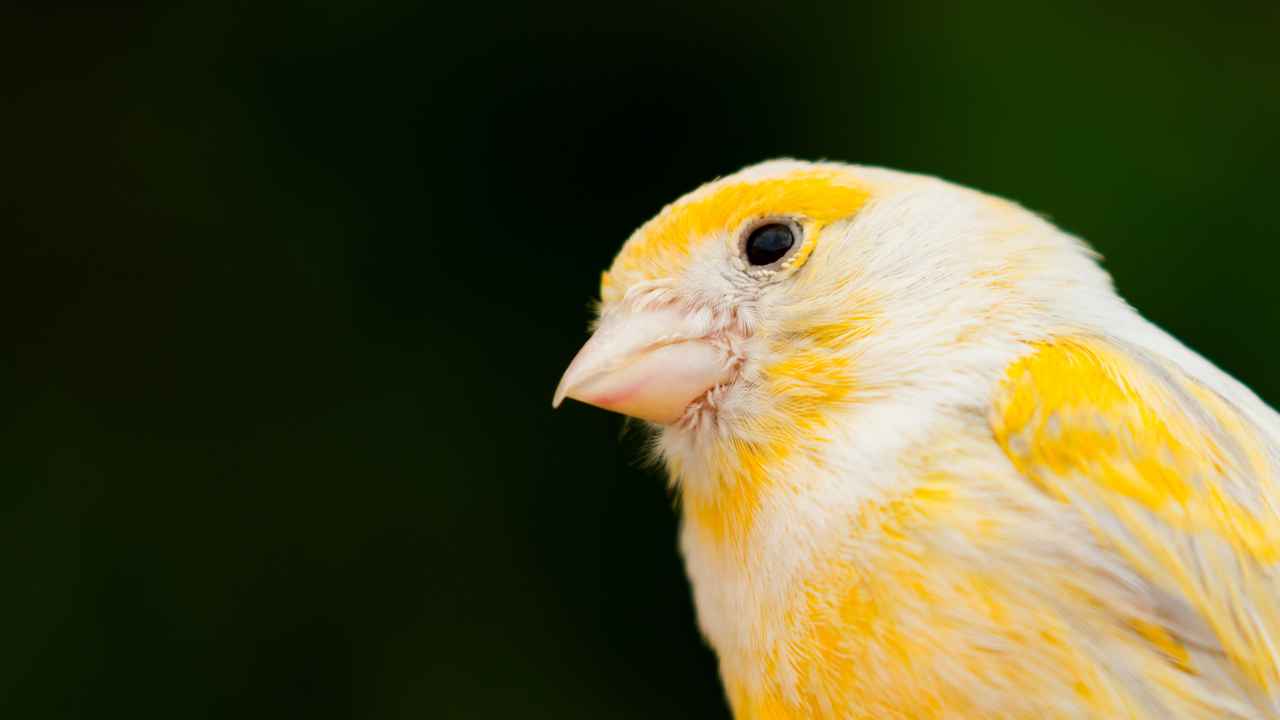 12. The Scotch Fancy Canary