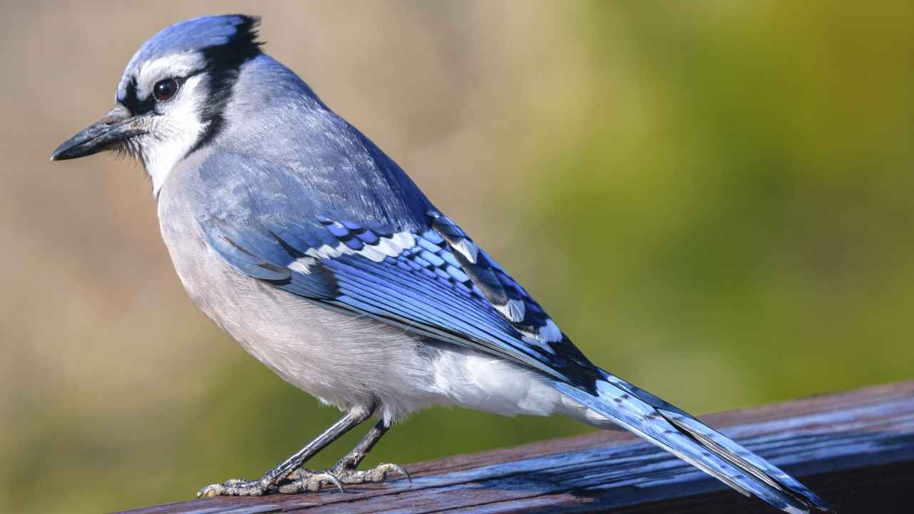 5. Canada Jay (Perisoreus canadensis)