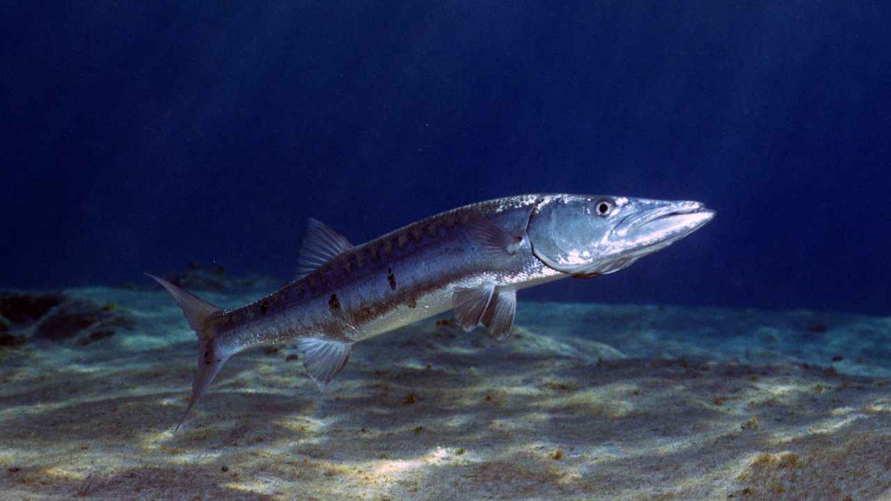 Yellowmouth Barracuda