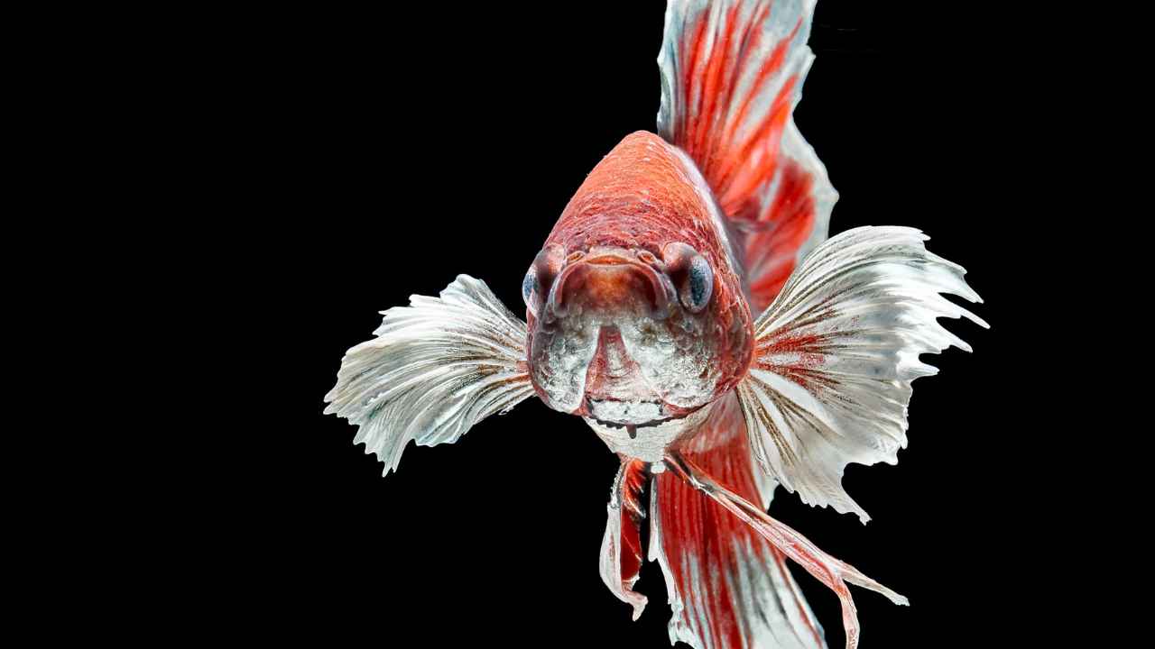 5. Giant Betta