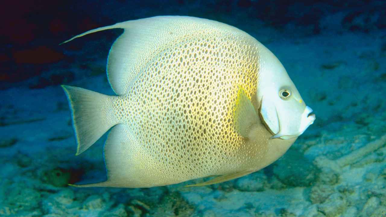 8. Leopard Angelfish