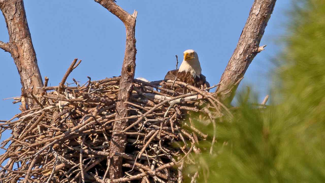 6. Courtship Acrobatics and Mating Rituals