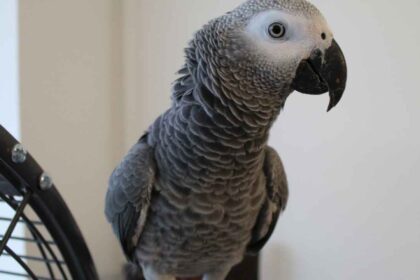 5 Surprising Facts About African Grey Parrots That Will Amaze You