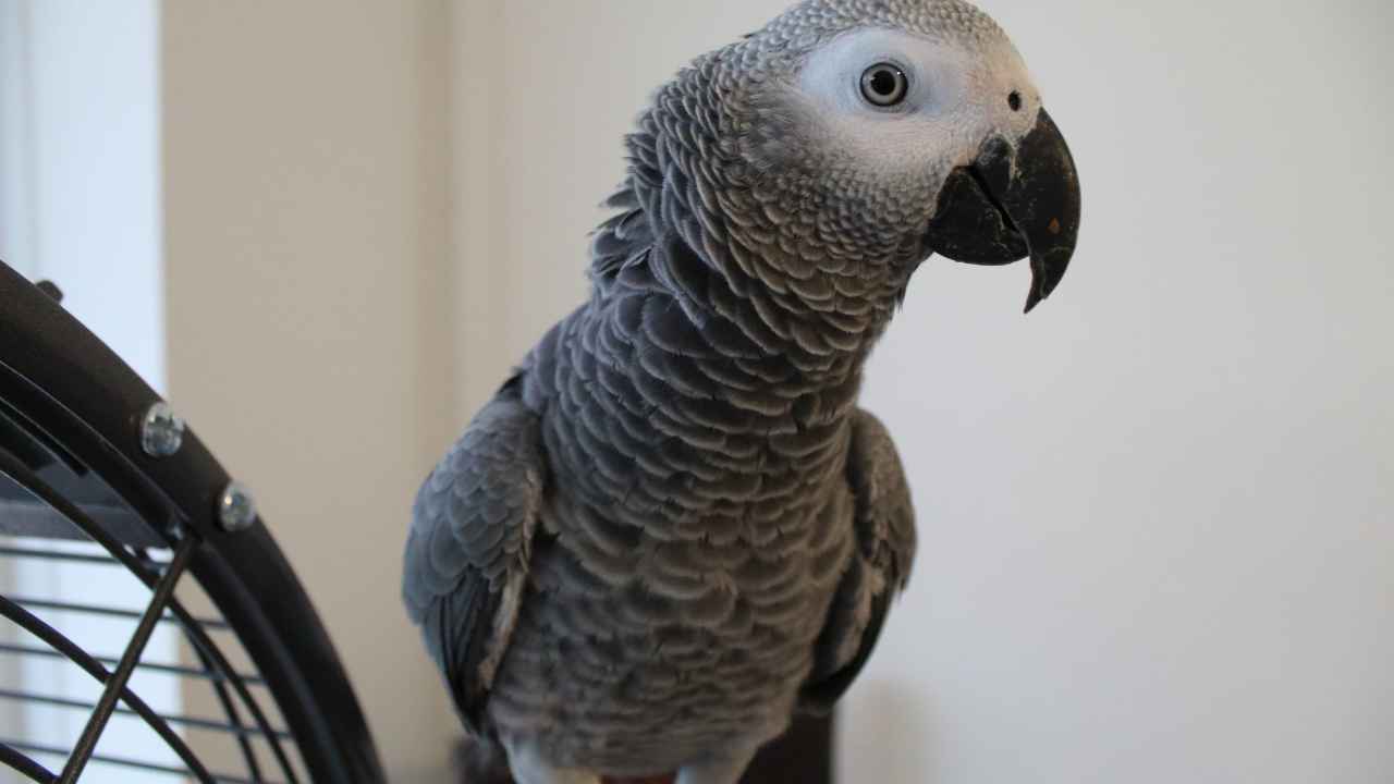 5 Surprising Facts About African Grey Parrots That Will Amaze You