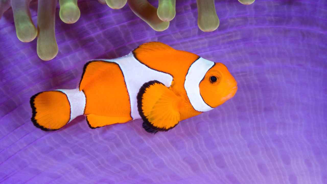 10. Clownfish Are Camera Shy