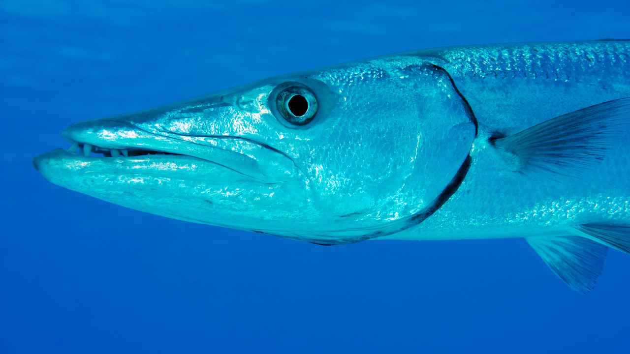 10. Barracuda Behavior