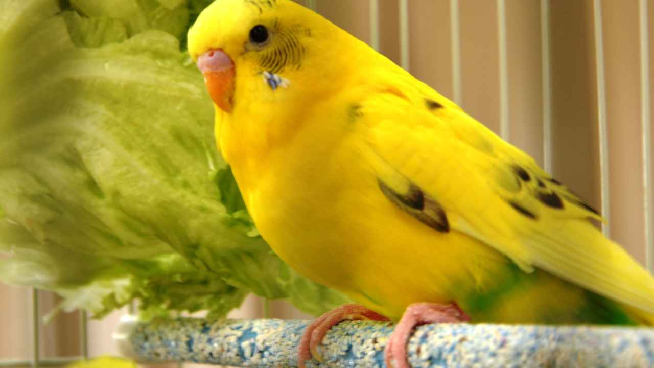 12. Yellow Budgie