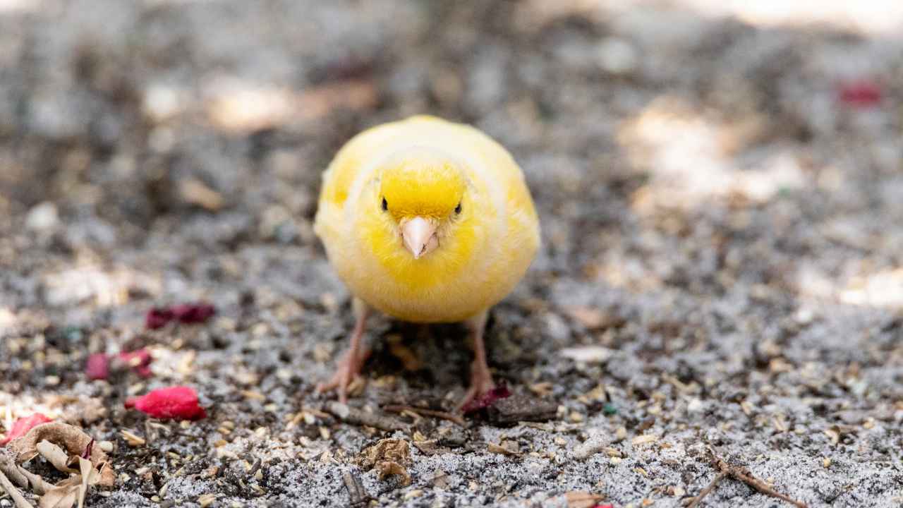 Frequently Asked Questions About Canary Birds