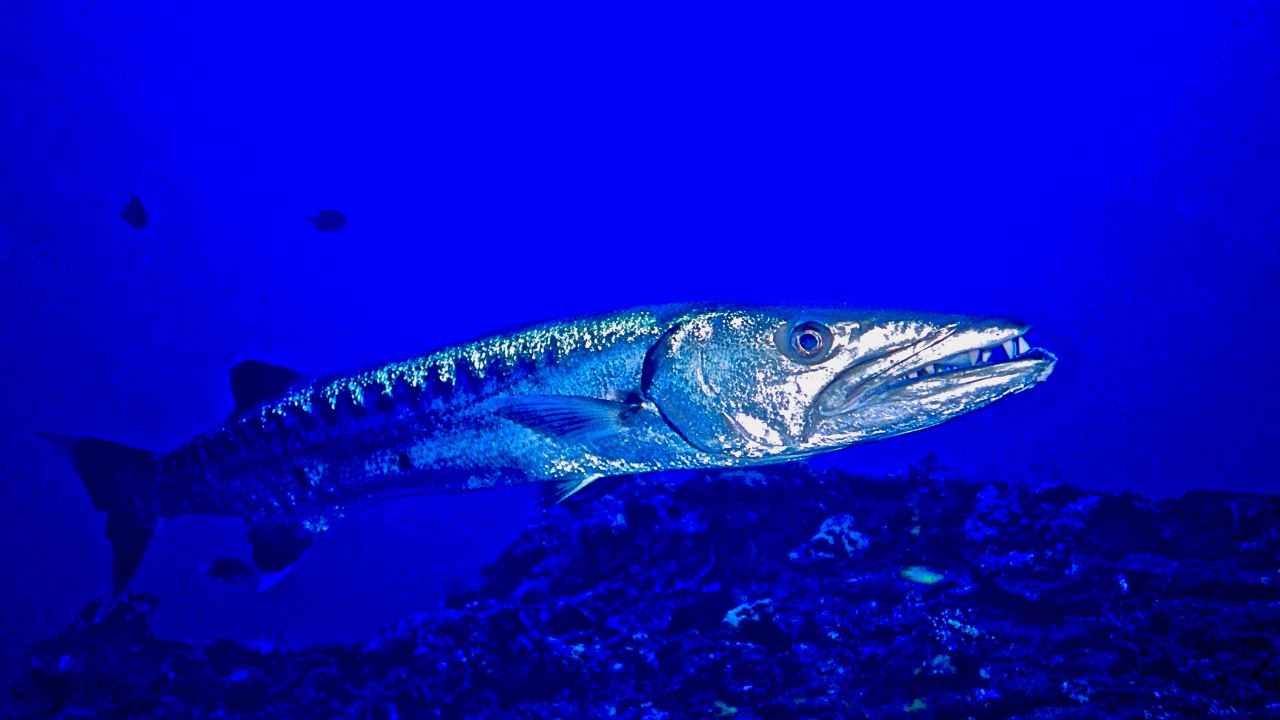 Yellowtail Barracuda