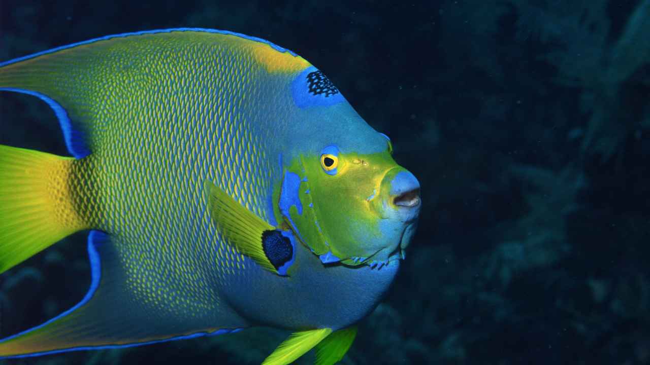 10. Marble Angelfish