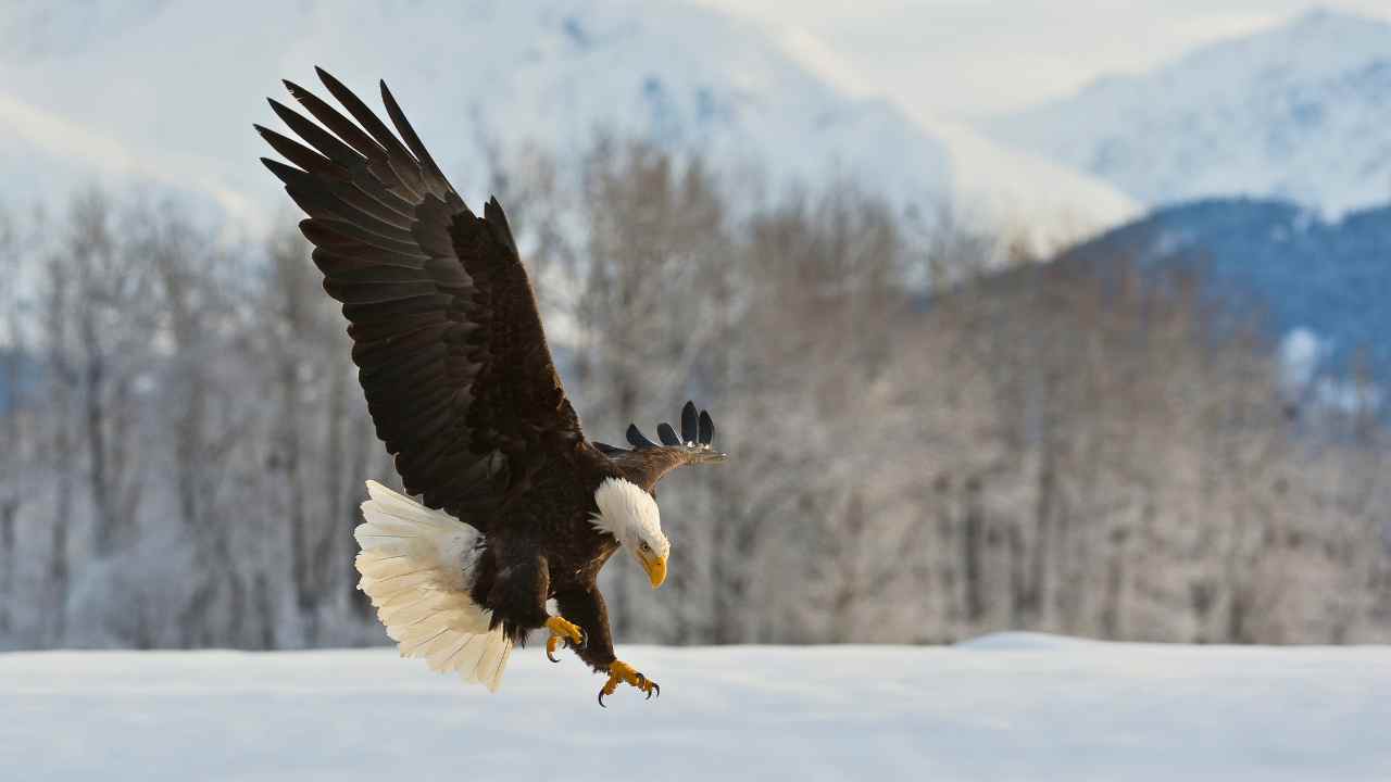 8. Building the Largest Bird Nests