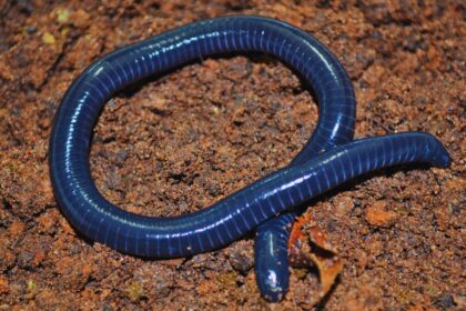 5 Shocking Reasons Why Scientists Struggle to Understand Caecilians