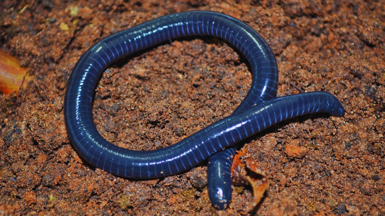 The Fascinating World of Caecilians