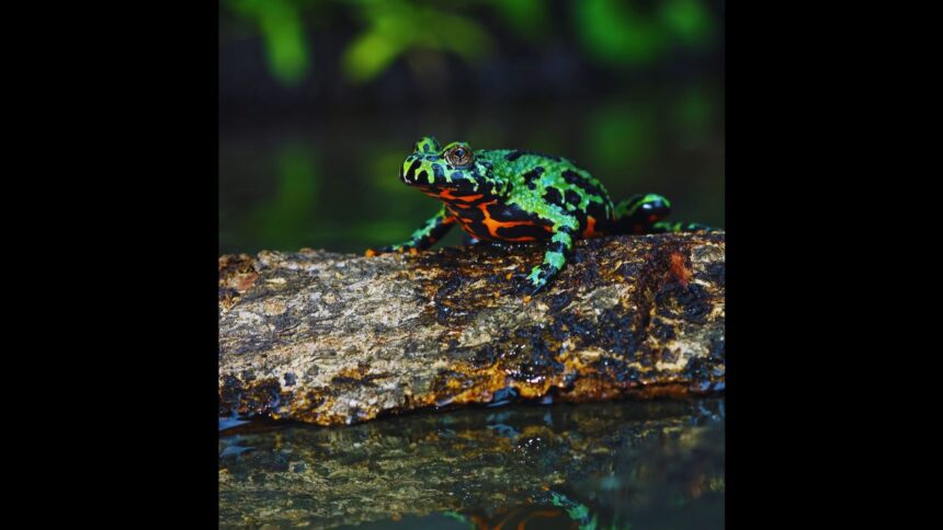 Why Your Fire-Bellied Toads Might Be Suffering from the Wrong Substrate