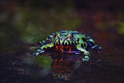 Male vs. Female Fire Belly Toads: The Surprising Truth You Need to Know