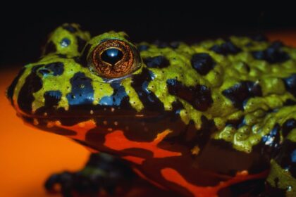 Fire-Bellied Toad: The Vibrant Amphibian Hiding a Toxic Secret