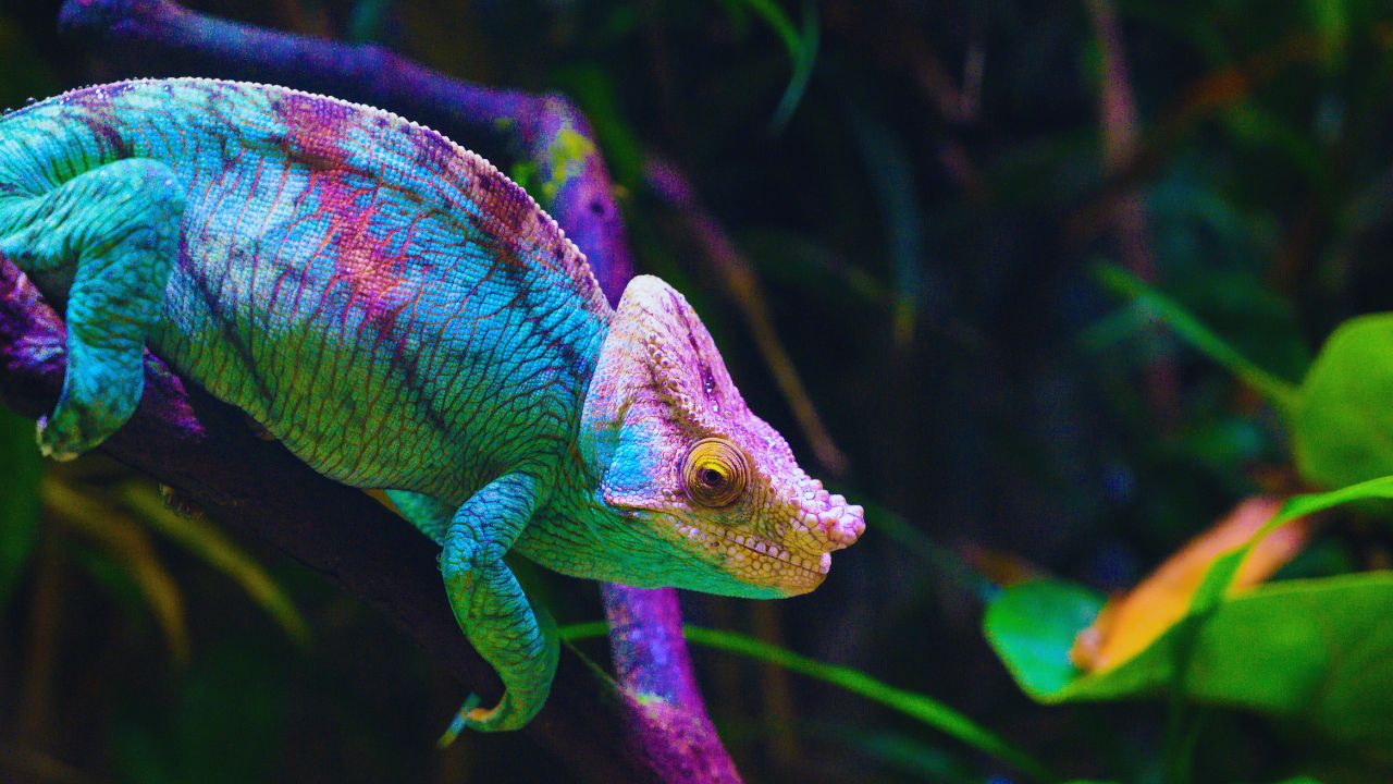 "Iguana vs Chameleon: Which Reptile Reigns Supreme?"