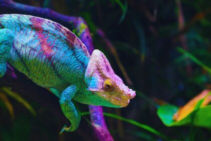 Why Chameleons Are Nature's Master Illusionists: The Secrets Behind Their Color Change