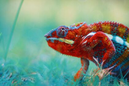 Affordable Chameleons: Top 10 Surprisingly Cheap Pets