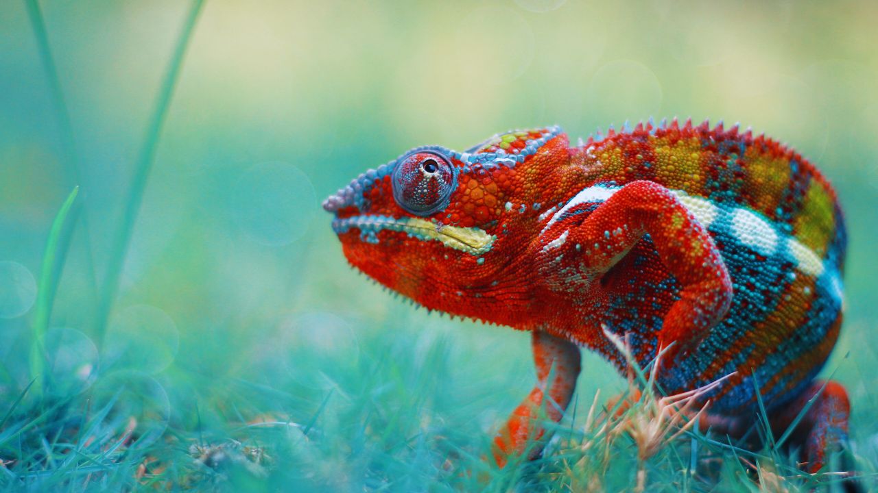 Affordable Chameleons: Top 10 Surprisingly Cheap Pets