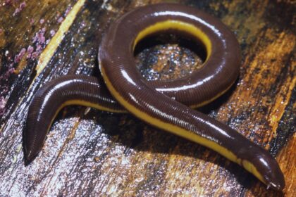 Caecilians' Secret Weapon: Coiled Tendons Revolutionize Burrowing