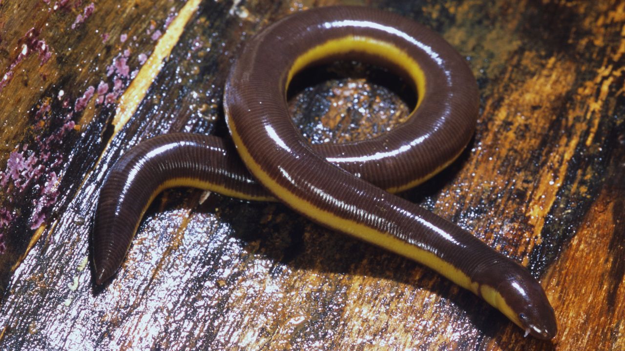 Caecilians' Secret Weapon: Coiled Tendons Revolutionize Burrowing