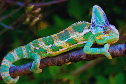 Chameleons: The Unique Lizards That Defy Expectations