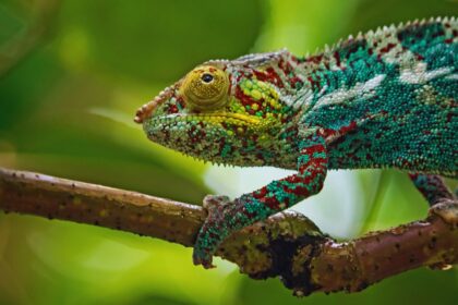 Chameleon Lifespan Secrets: Which Species Defies Expectations?