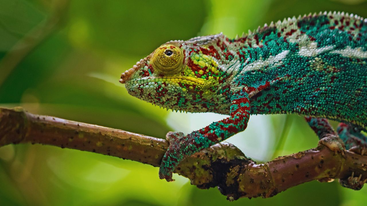 Chameleon Lifespan Secrets: Which Species Defies Expectations?