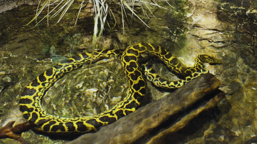 Shocking Secrets of the Anaconda's Deadly Diet