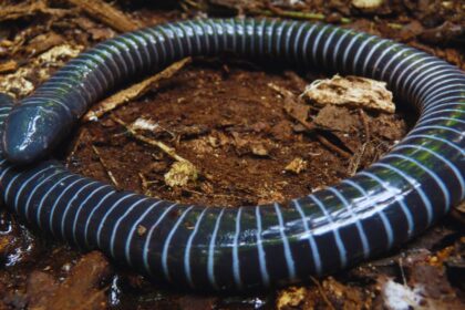 Caecilians: The Hidden World of Worm-Like Amphibians