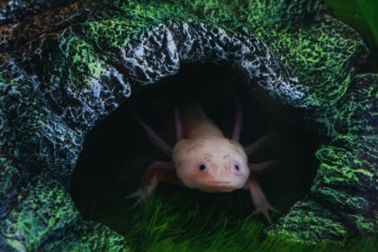 10 Stunning Axolotl Morphs You Won’t Believe Exist