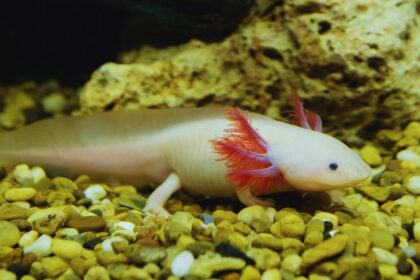 Texas and Axolotls: The Shocking Truth About Pet Ownership