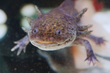 Axolotls: The Secret Teeth Evolution They Don't Want You to Know About