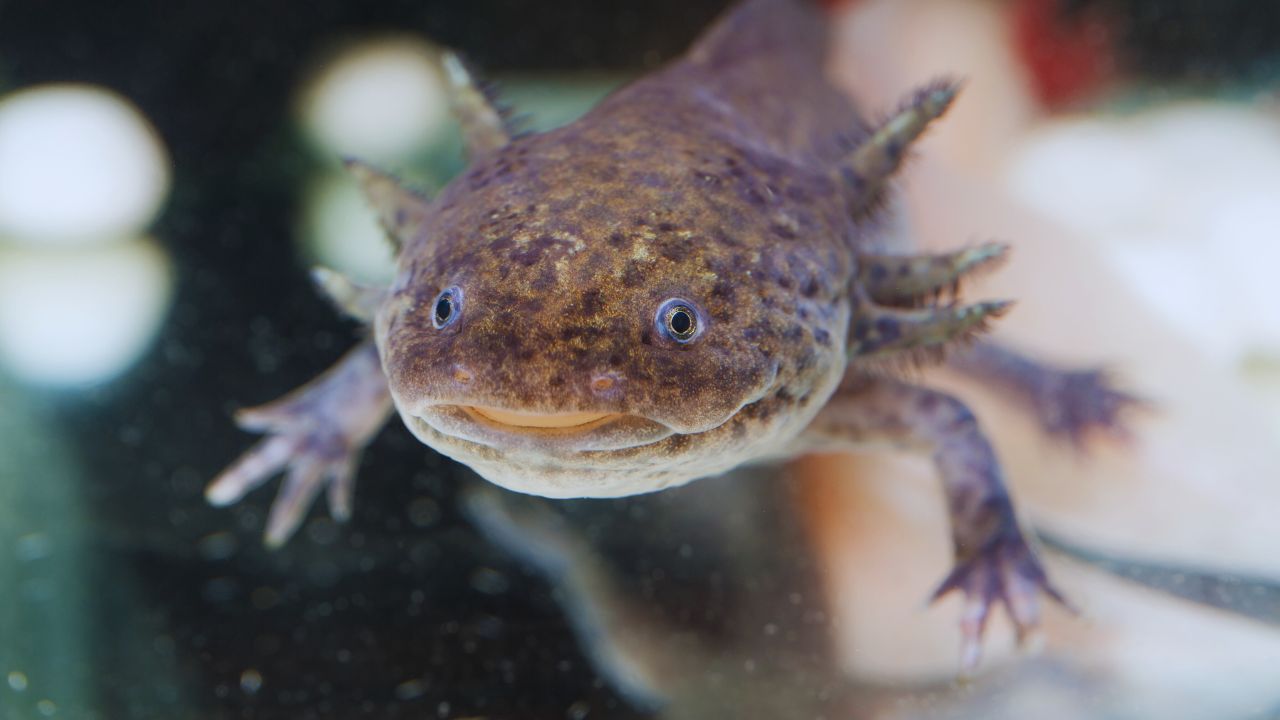 Axolotls: The Secret Teeth Evolution They Don't Want You to Know About