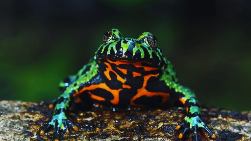 Shocking Secrets of the Fire Belly Toad You Didn't Know